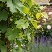Vibrant 'Vroege van der Laan' grapevine with unripe grapes & large leaves, against a blurred garden background.